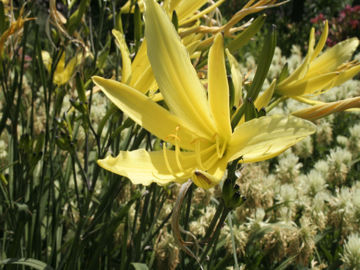 Toon details van Citrina (Baronie) Afbeeldingen van Citrina (Baronie)