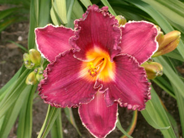 Toon details van Gloucester Calling Afbeeldingen van Gloucester Calling