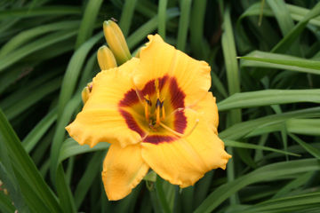 Toon details van Hazel Afbeeldingen van Hazel