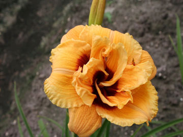 Toon details van Handyman Afbeeldingen van Handyman