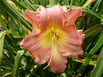 Toon details van Jardinart Corona Afbeeldingen van Jardinart Corona