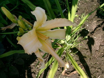 Toon details van Jan's Twister Afbeeldingen van Jan's Twister