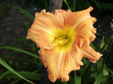 Toon details van Johan Afbeeldingen van Johan