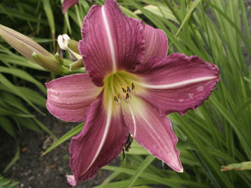 Toon details van Lavender Organdy Afbeeldingen van Lavender Organdy