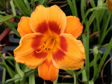 Toon details van Eye-Yi-Yi Afbeeldingen van Eye-Yi-Yi