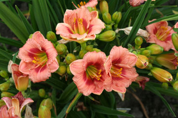 Toon details van Just My Size Afbeeldingen van Just My Size