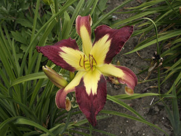 Toon details van Applique Afbeeldingen van Applique