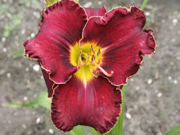 Toon details van Johny Cash Afbeeldingen van Johny Cash