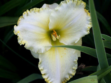 Toon details van Key Lime Ice Afbeeldingen van Key Lime Ice