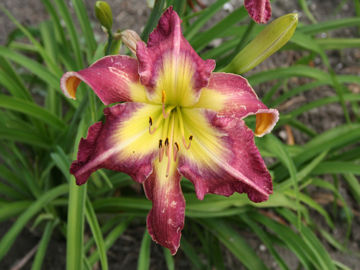 Toon details van Hunker Down Afbeeldingen van Hunker Down