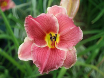 Toon details van Got Milk Afbeeldingen van Got Milk