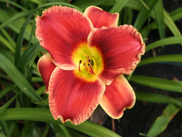 Toon details van Geneva Firetruck Afbeeldingen van Geneva Firetruck