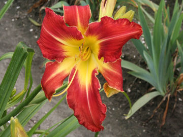 Toon details van Geneva Chainsaw Afbeeldingen van Geneva Chainsaw