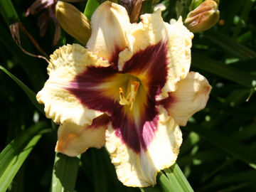 Toon details van Eye Of Excellence Afbeeldingen van Eye Of Excellence