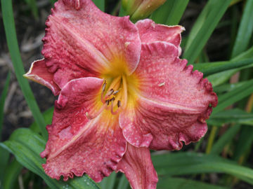 Toon details van Flames Over Africa Afbeeldingen van Flames Over Africa