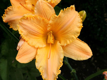 Toon details van Heavenly Treasure Afbeeldingen van Heavenly Treasure