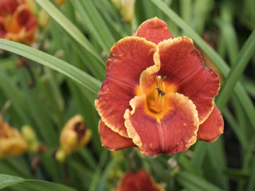 Toon details van Hot Scheme Afbeeldingen van Hot Scheme