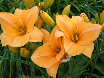 Toon details van Lech Walesa Afbeeldingen van Lech Walesa