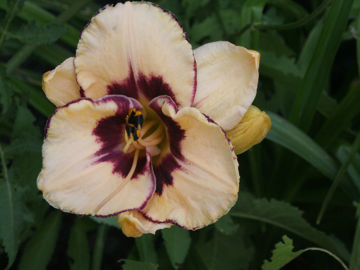 Toon details van Mayah Eye Cathcing Afbeeldingen van Mayah Eye Cathcing