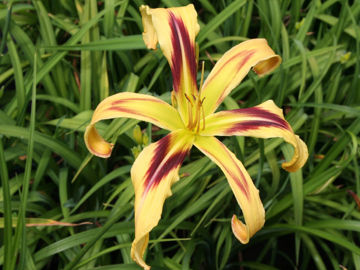 Toon details van Free Wheelin Afbeeldingen van Free Wheelin