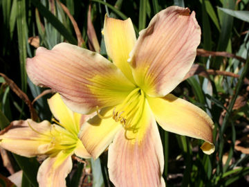 Toon details van Frog's Eye Afbeeldingen van Frog's Eye