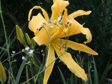 Toon details van Gold Pinwheel Afbeeldingen van Gold Pinwheel