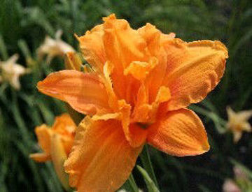 Toon details van Bandorlero Afbeeldingen van Bandorlero