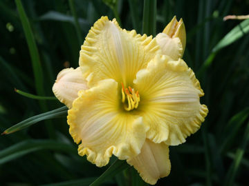 Toon details van Betty Warren Woods Afbeeldingen van Betty Warren Woods