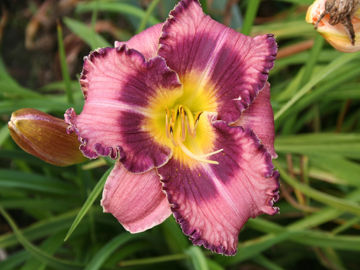 Toon details van Forgotten Dreams Afbeeldingen van Forgotten Dreams