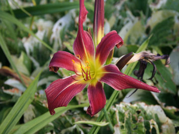 Toon details van Kachina Dancer Afbeeldingen van Kachina Dancer