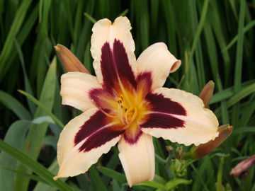 Toon details van Wild Horses Afbeeldingen van Wild Horses