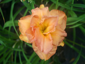 Toon details van Frances Joiner Afbeeldingen van Frances Joiner