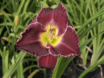 Toon details van Her Majesty's Wizard Afbeeldingen van Her Majesty's Wizard