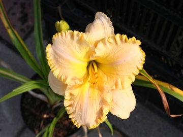 Toon details van All The Magic Afbeeldingen van All The Magic