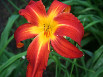 Toon details van All American Chieff Afbeeldingen van All American Chieff