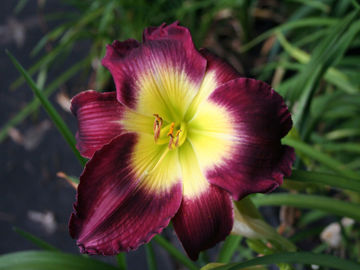 Toon details van Laura Harwood Afbeeldingen van Laura Harwood