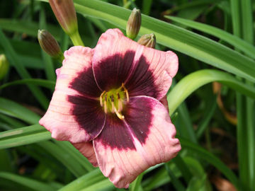 Toon details van Belle Isle Eye Afbeeldingen van Belle Isle Eye