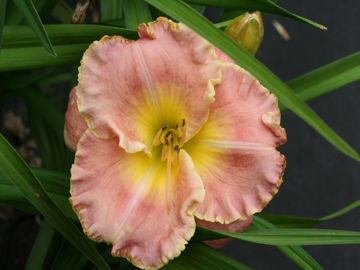 Toon details van Beyond 2000 Afbeeldingen van Beyond 2000