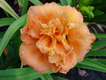 Toon details van Bobo Anne Afbeeldingen van Bobo Anne