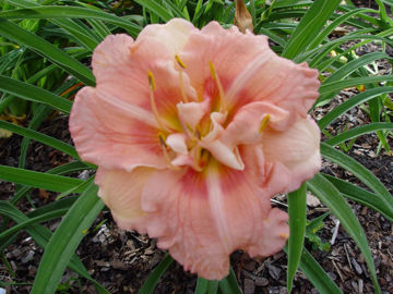 Toon details van Bogie And Bacall Afbeeldingen van Bogie And Bacall