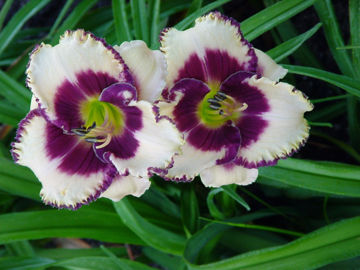 Toon details van Border Music Afbeeldingen van Border Music