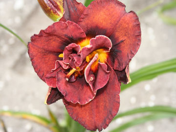 Toon details van Ezekiel Afbeeldingen van Ezekiel