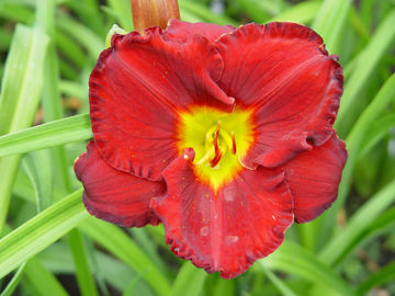 Toon details van Forever Red Afbeeldingen van Forever Red