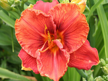 Toon details van Gamelan Afbeeldingen van Gamelan