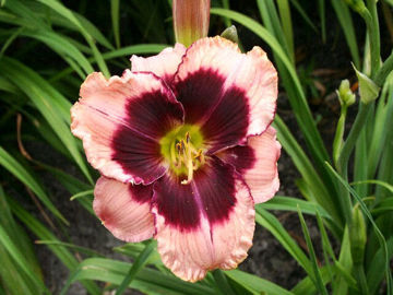 Toon details van Gillian Afbeeldingen van Gillian