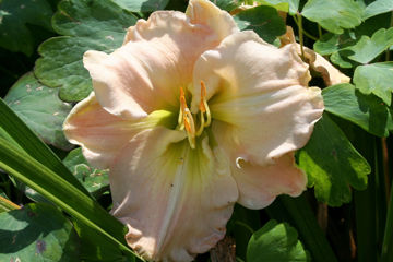 Toon details van Glorious Pink Morning Afbeeldingen van Glorious Pink Morning