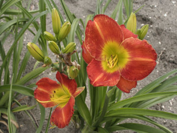 Toon details van Goldmist Red Afbeeldingen van Goldmist Red