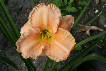 Toon details van Hint Of Dawn Afbeeldingen van Hint Of Dawn