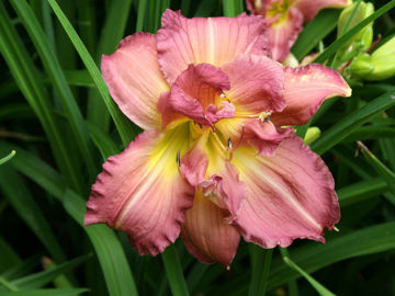 Toon details van Almost Indecent Afbeeldingen van Almost Indecent