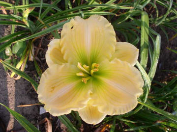 Toon details van Betty Benz Afbeeldingen van Betty Benz